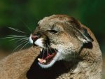 Cougar Snarls