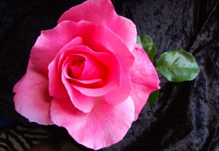 From Our Garden - black, rose, pink, green