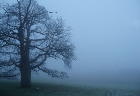 Winter tree - winter, nature, tree, beautiful