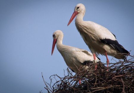 *** Storks in the nest *** - zwierzeta, gniazdo, bociany, ptaki