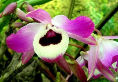 Heart Orchid - nature, flowers, heart, orchid