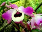 Heart Orchid