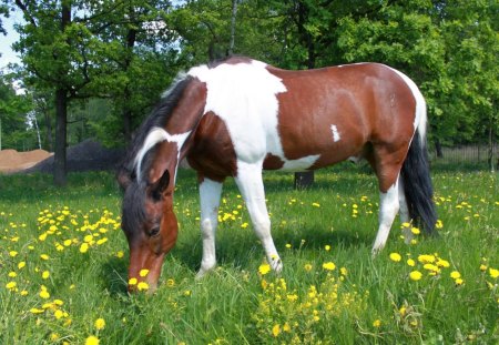 *** Horse on the meadow *** - konie, laka, kon, zwierzeta