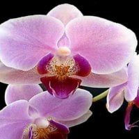 Beautiful Orchids