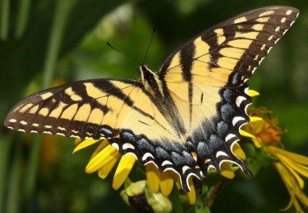 *** Beautiful Butterflie *** - owady, motyle, zwierzeta, kwiat