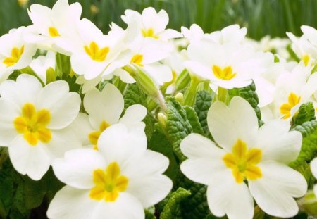 white beauties - fresh, white, yellow, green