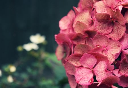 pink beauty - delicate, flower, lady, pink