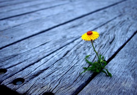 Lonely, but strongâ™¥ - nature, lonely, yellow, red, strong, green, single, flower