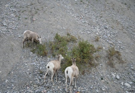 Goats on the hill - white, hill, grey, photography, green, sand, rocks, goat