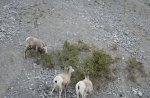 Goats on the hill