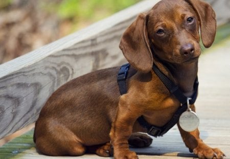 PENSIVE PUPPY - pets, puppies, dachshund, dogs