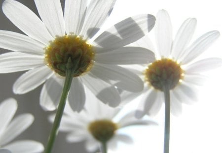 NATURE'S SHADOW - daisies, sunlight, flowers, shadows