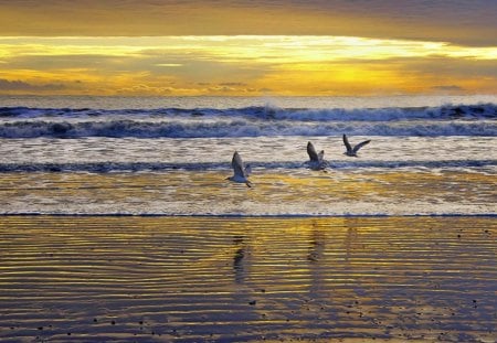 BEACH OF GOLD - birds, oceans, horizons, sea, sunrise, ripples, sunset, sealife, waves, sky