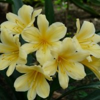 CREAMY RHODODENDRON