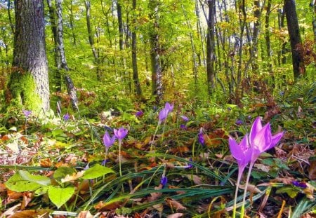 FOREST CROCUS - crocus, purple, trees, woods, green, forest floor, foliage