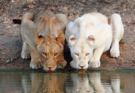 *** Two thirsty lions ***