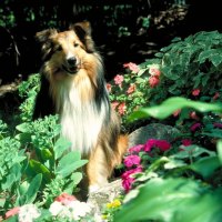 GARDEN GUARDIAN