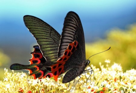 BLACK SHIMMER - flowers, black, insects, red, gardens, butterflies, butterfly, plants