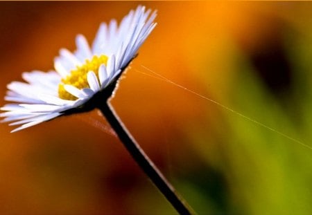 TO HEAVEN - jaune, tige, blanc, ciel