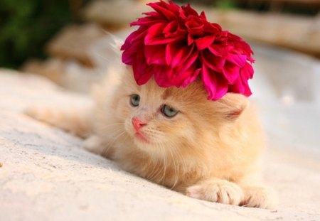 I am beautiful :) - red, flower, cat, sweet, fluffy