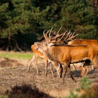 Red Deer in Rutting Season