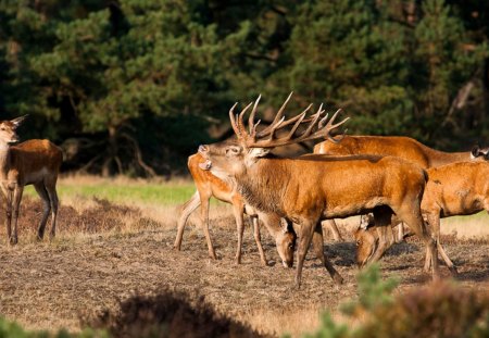 Red Deer in Rutting Season - rutting season, nature, red, deer, animals