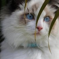 Persian cat