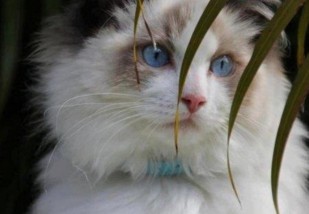 Persian cat - fluffy, cat, beautiful, blue eyes