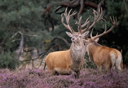 Red Deer competitors - competitors, red deer, nature, animals