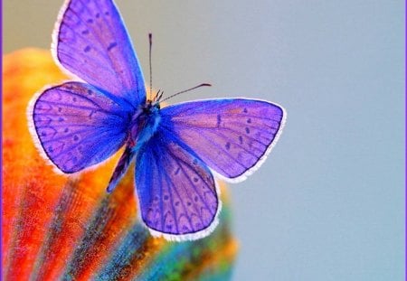 PURPLE BUTTERFLIE - feuille, papillon, violet, orange