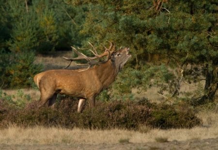 Red Deer - reddeer, nature, animals, forrest