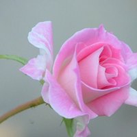 ~Softness Rose of Love~