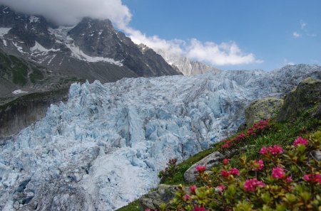 ***  Icebergs and glaciers *** - kwiaty, niebo, gory, lodowce