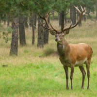 Red Deer in the Forrest