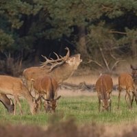 Herd of Red Deer in the woods