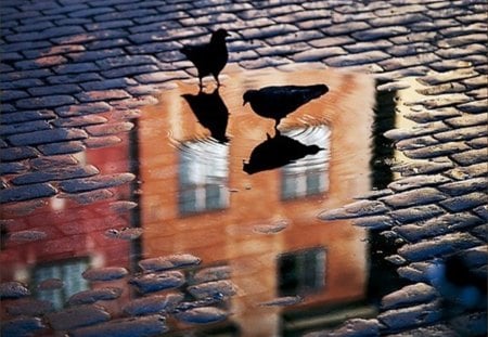 street-impression - puddle, street, pavement, pigeon, reflection, couple, mirror