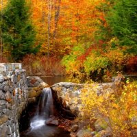 Stream in autumn forest