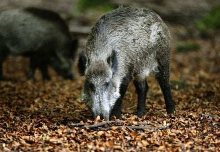 Wild Boar - nature, woods, boar, animals, wild