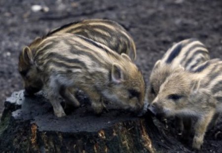 Piglets - piglets, nature, animals, woods