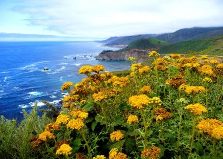 Coastal flowers - summer, beautiful, amazing, ocean, grass, view, nature, delicate, pretty, water, flowers, yellow, blue, sky, nice, clouds, lovely, coastal, sea, waves