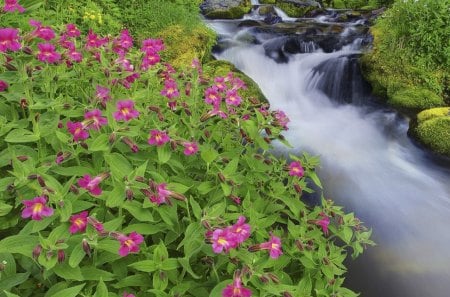 * Beautiful view of the river among the flowers * - natura, kwiaty, zielen, rzeka