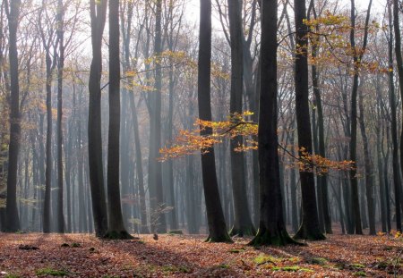 The forest of dancing trees - nature, autumn, forest, threes, dancing