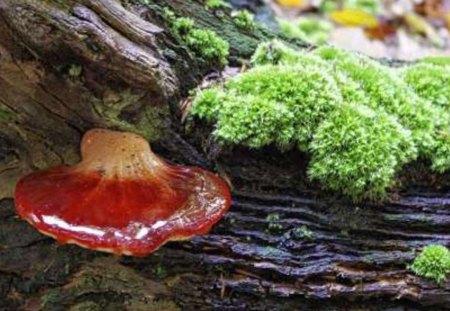 Fomes fomentarius - nature, woods, red, green, tree, fungi