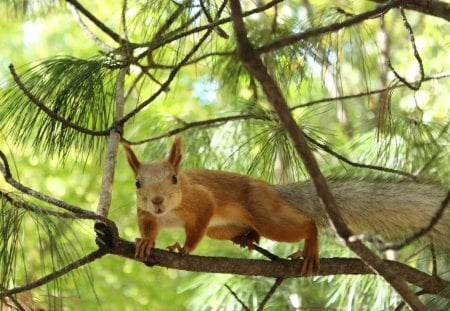 *** Squirrel *** - wiewiorka, drzewo, ruda, zwierzeta