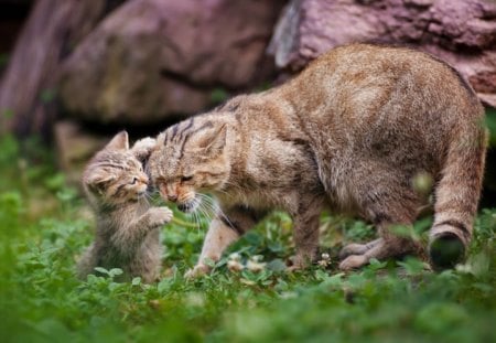 Playmates - play, mom, animal, nature, grass, baby