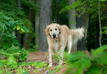 Dog - animal, loyal, nature, dog