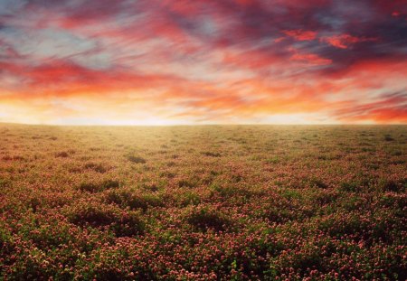 Nature - field, sky, nature, landscape