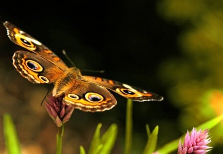 Butterfly - animal, insect, butterfly, fly