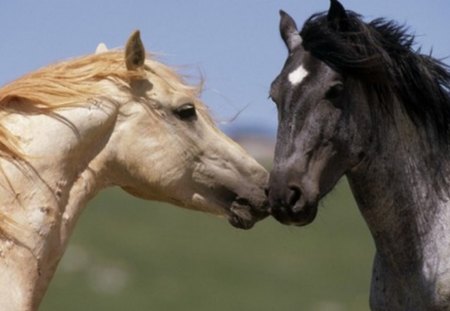 HORSES - mustangs, prairie, horses, wild