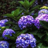 Purple Hydrangea